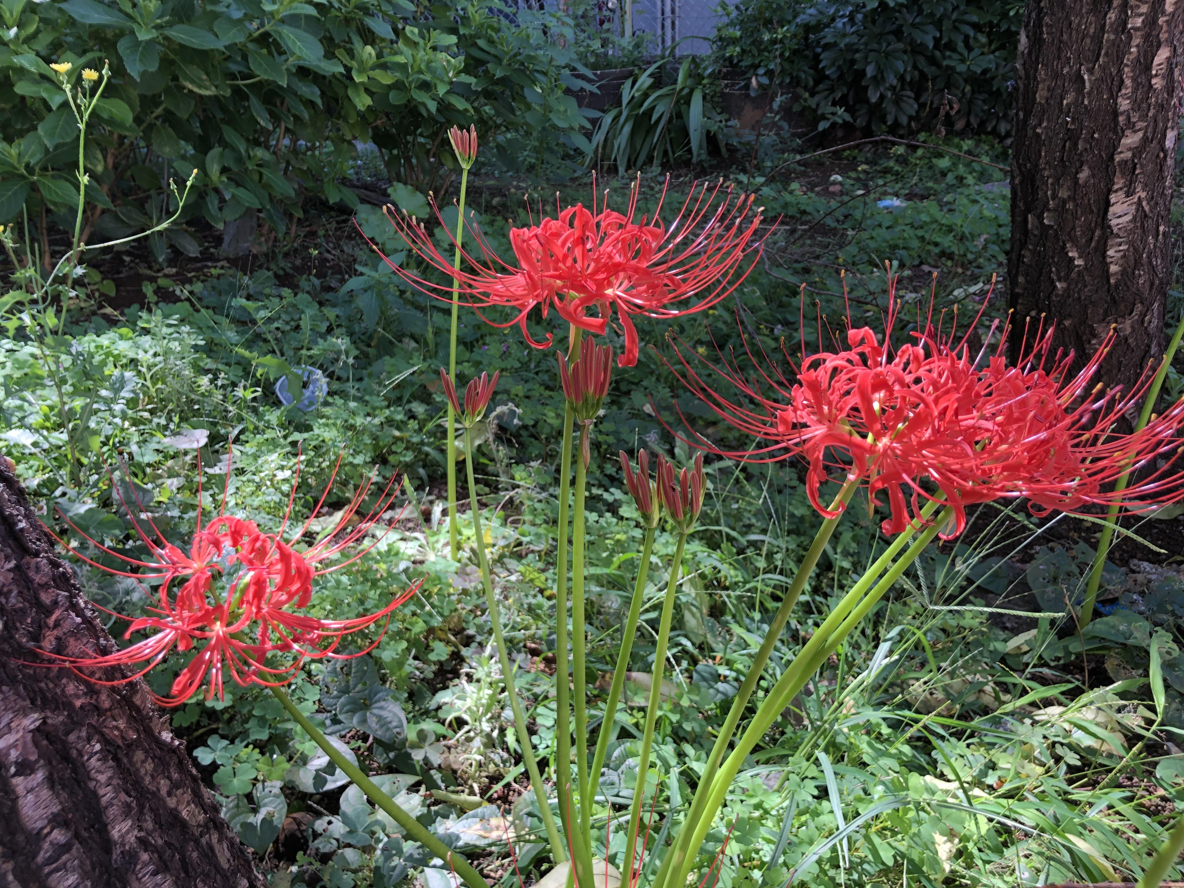 原创 一周一花彼岸花 知乎