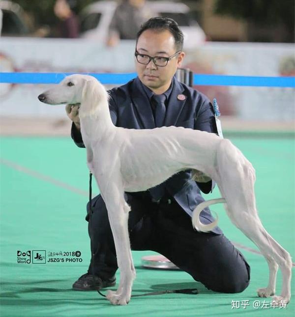 中国原生犬的悲哀，十年呼吁，它们的处境如何？ - 知乎