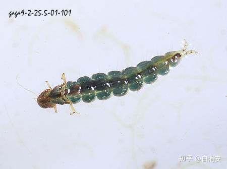 水里面的虫子长得很像蜈蚣但是它的足是倒着游的屁股后面有俩跟夹子一