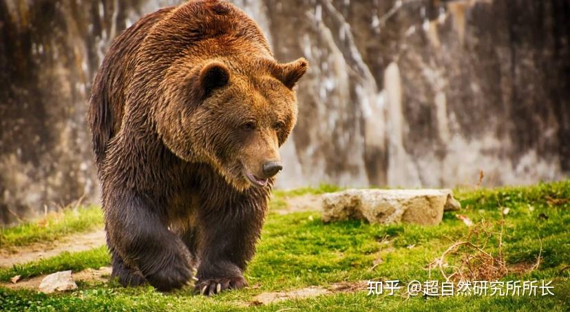 地球上战斗力最强的生物是什么狮子只能排到第十名