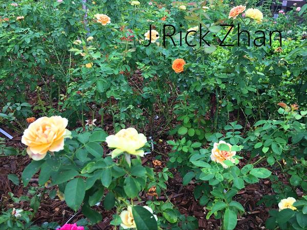 适合庭院 花园种植的优秀月季品种 知乎