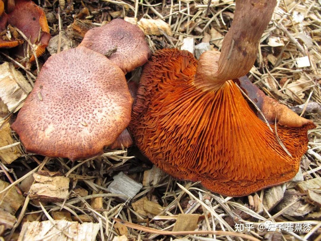 热带紫褐裸伞gymnopilus dilepis,比较常见./图片来源:flickr.