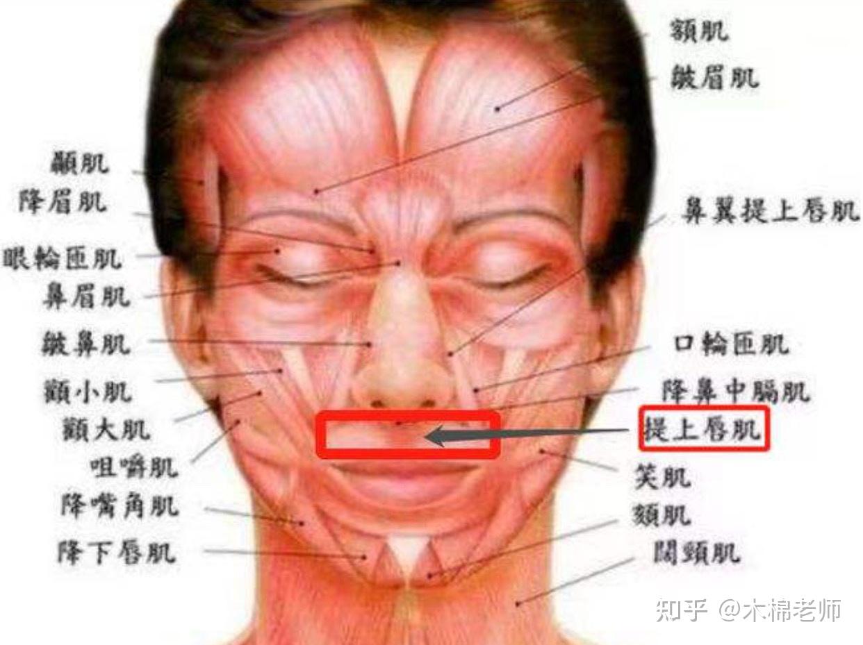 科学发声:训练【提颧肌】让你的声音更动听 - 知乎