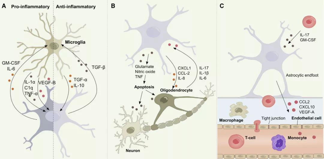 neuron重磅长综述星形胶质细胞在中枢神经系统炎症中扮演的角色