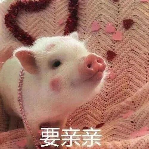 猪猪表情包 - 知乎