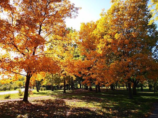 園內景觀:蒙特利爾植物園的全稱是jardin botanique de montréal,取