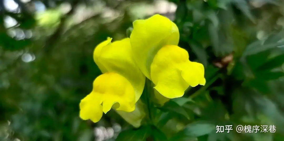 萌萌的狮子花