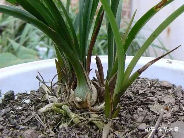 兰花养护一位有着30余年萟兰经验的兰友经验分享