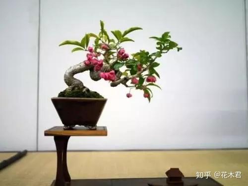 盆景鉴赏 进口日本真弓盆栽和桃叶卫矛盆景的鉴赏 知乎 盆景鉴赏 进口日本真弓盆栽和桃叶卫矛盆景的鉴赏 知乎