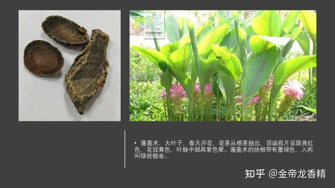香精与香料(97)—郁金 - 知乎