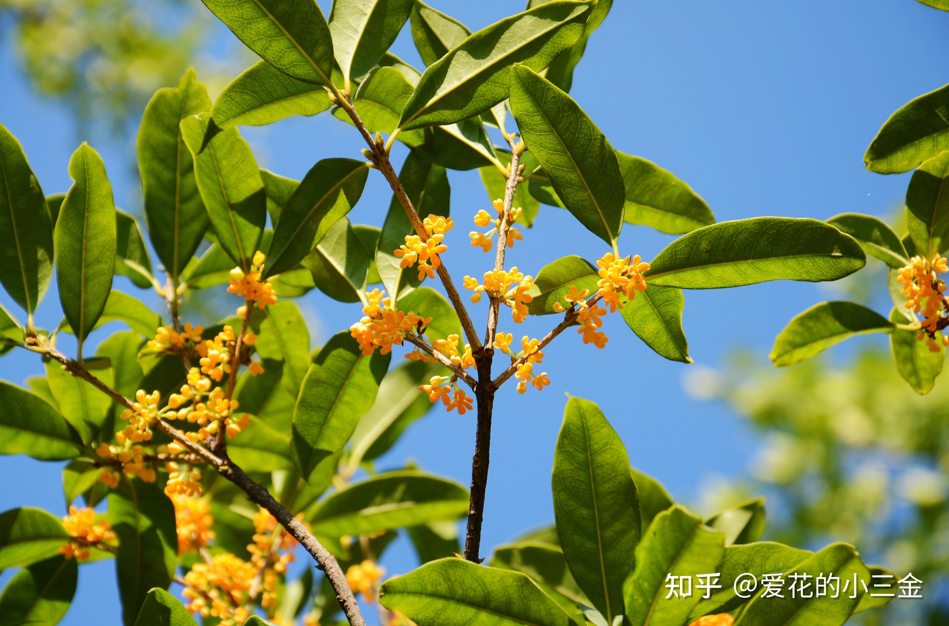 【杭州市】市花:一枝桂花书窗下,人与花心各自香