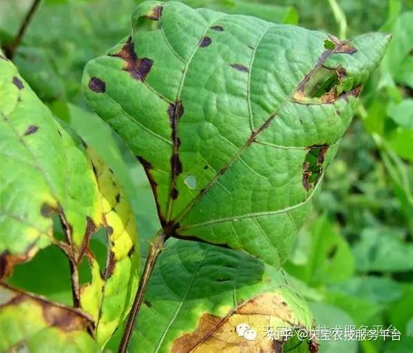 2,炭疽病防治措施:儘量避免豆角和菜豆連作,能實行2-3年輪作更好,並