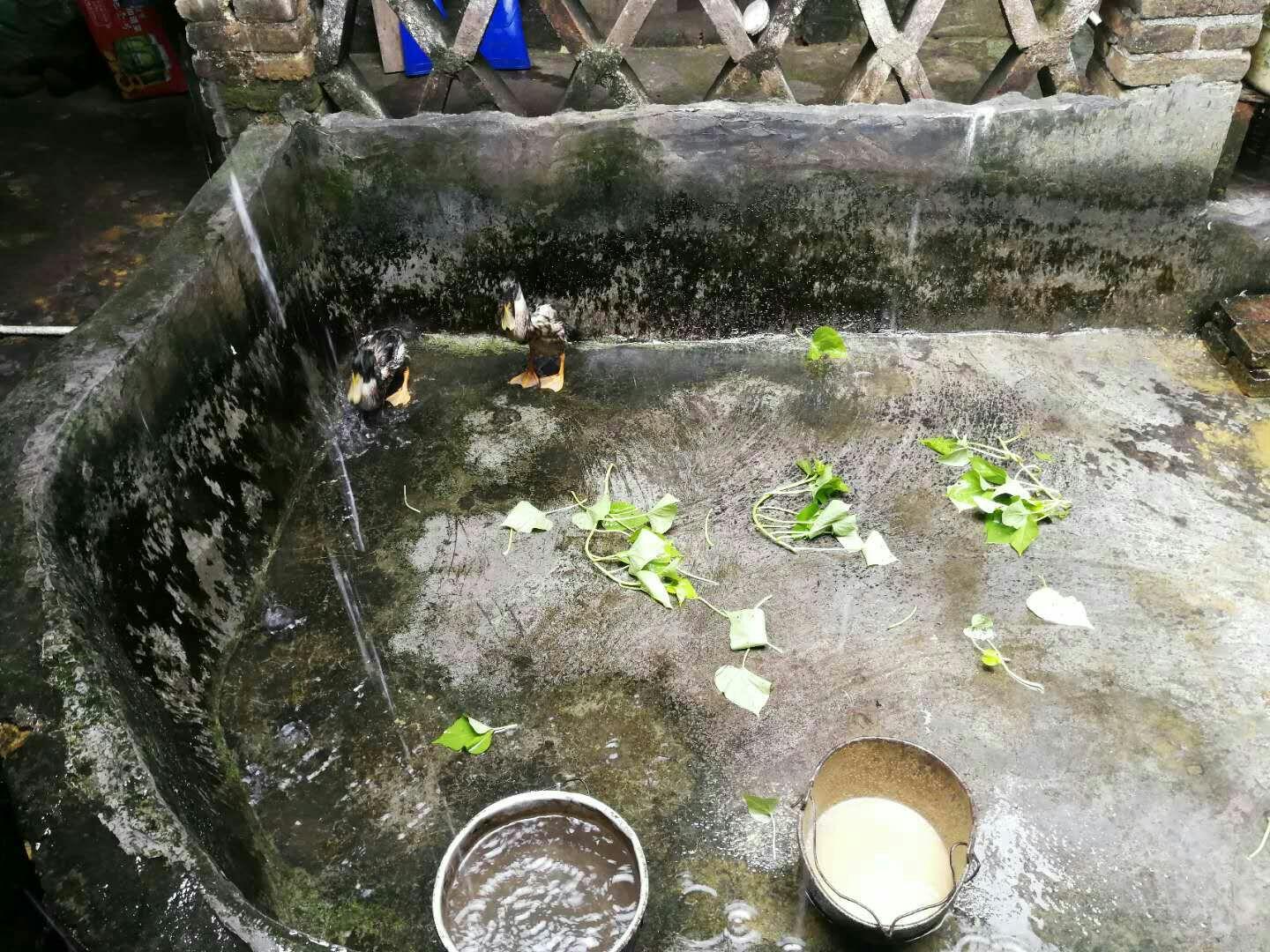 养小鸭子做宠物是什么体验?