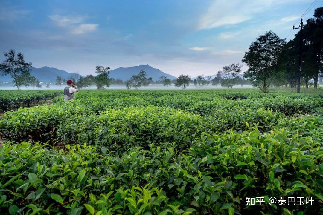 春茶最佳,夏茶最差?茶叶的四季之争 - 知乎