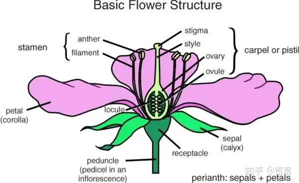 【植物学笔记】花 - 知乎