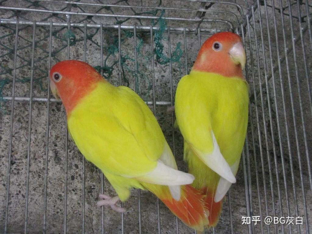 满堂红” 是基因变异还是疾病？ - 知乎