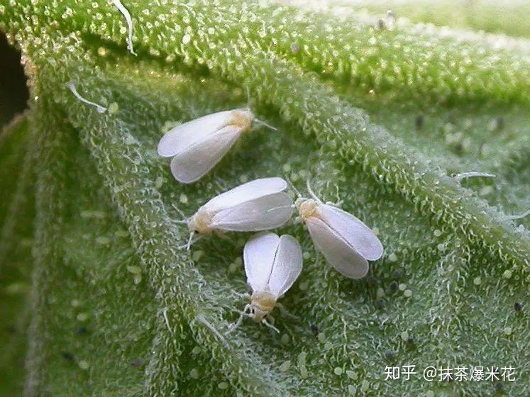养花必看园艺小知识26虫害白粉虱