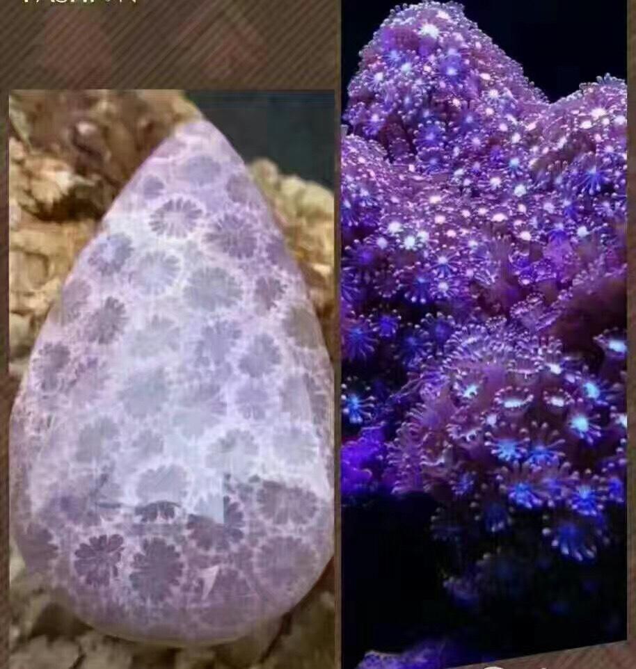 珊瑚与珊瑚玉对比图欣赏