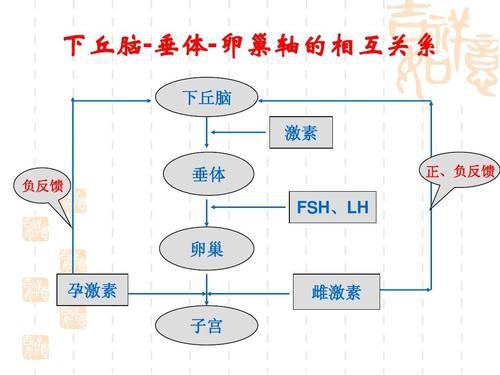 当我们了解了下丘脑垂体卵巢中轴线之后,还有四个重要的激素之后.