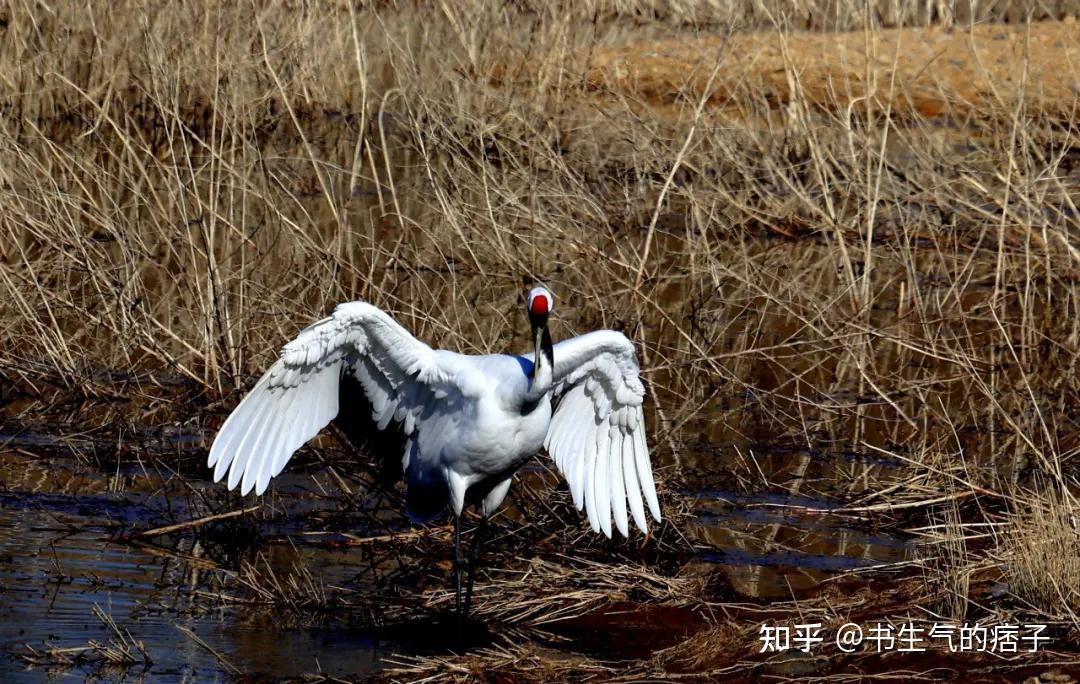 翔海集團森林小鎮:龍口首次發現丹頂鶴,就在這個地方! - 知乎