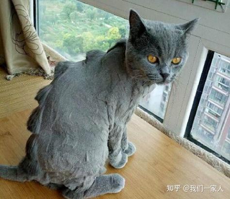 你可能还不知道这些事对英短来说是酷刑