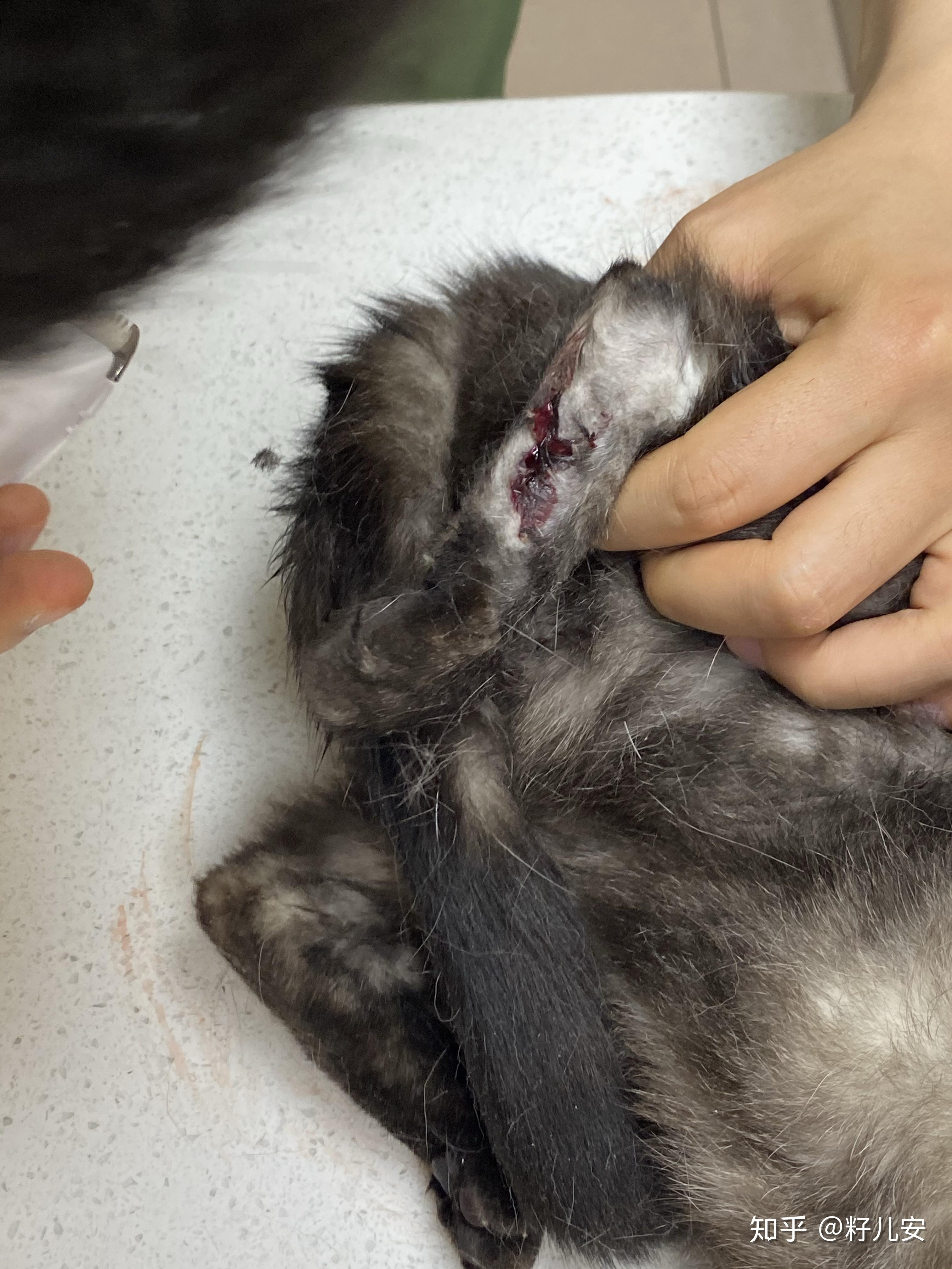 猫咪皮肤溃烂怎么办