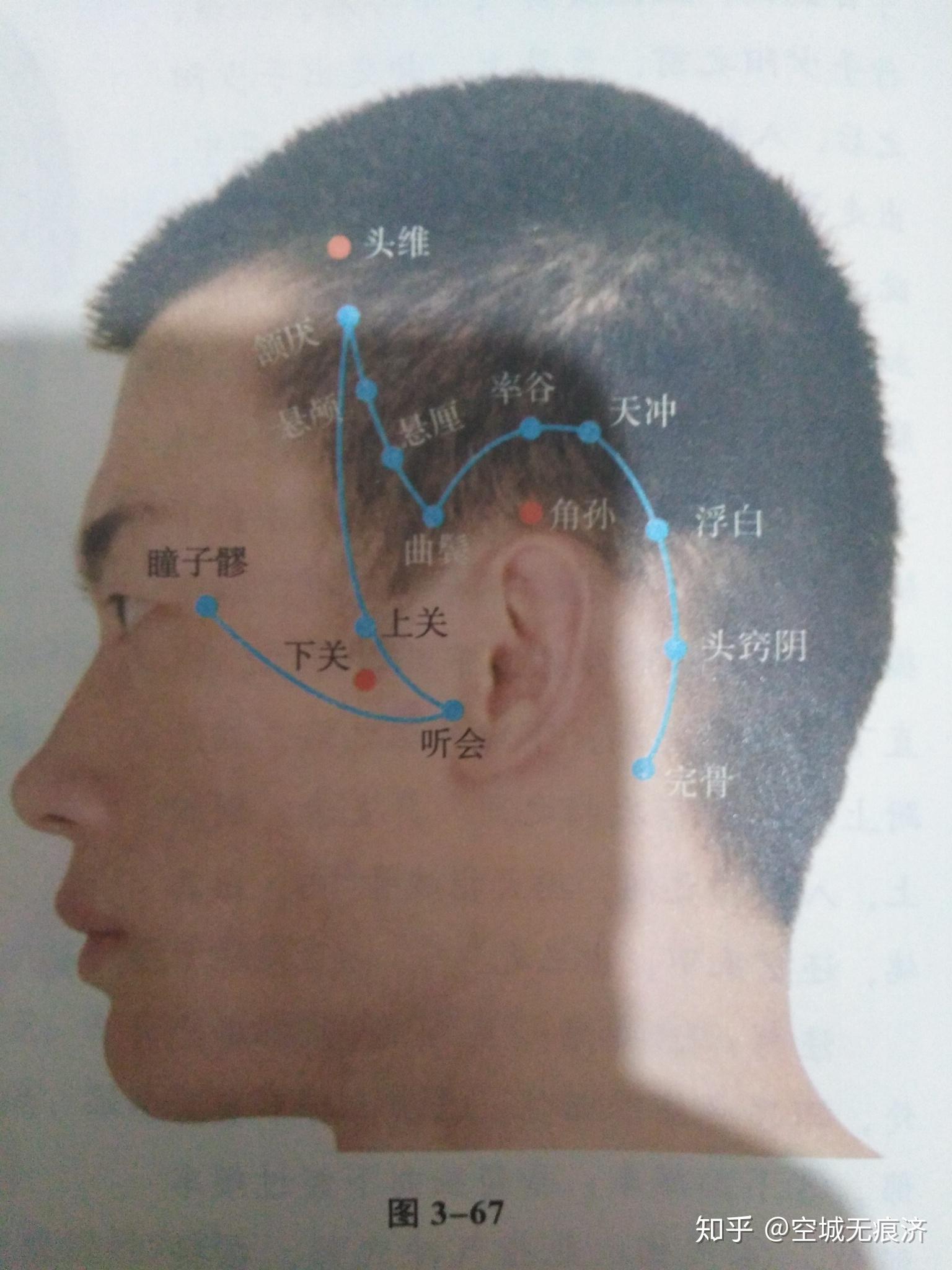 【专业知识】 经络腧穴命名原理及常用穴位标注 - 知乎