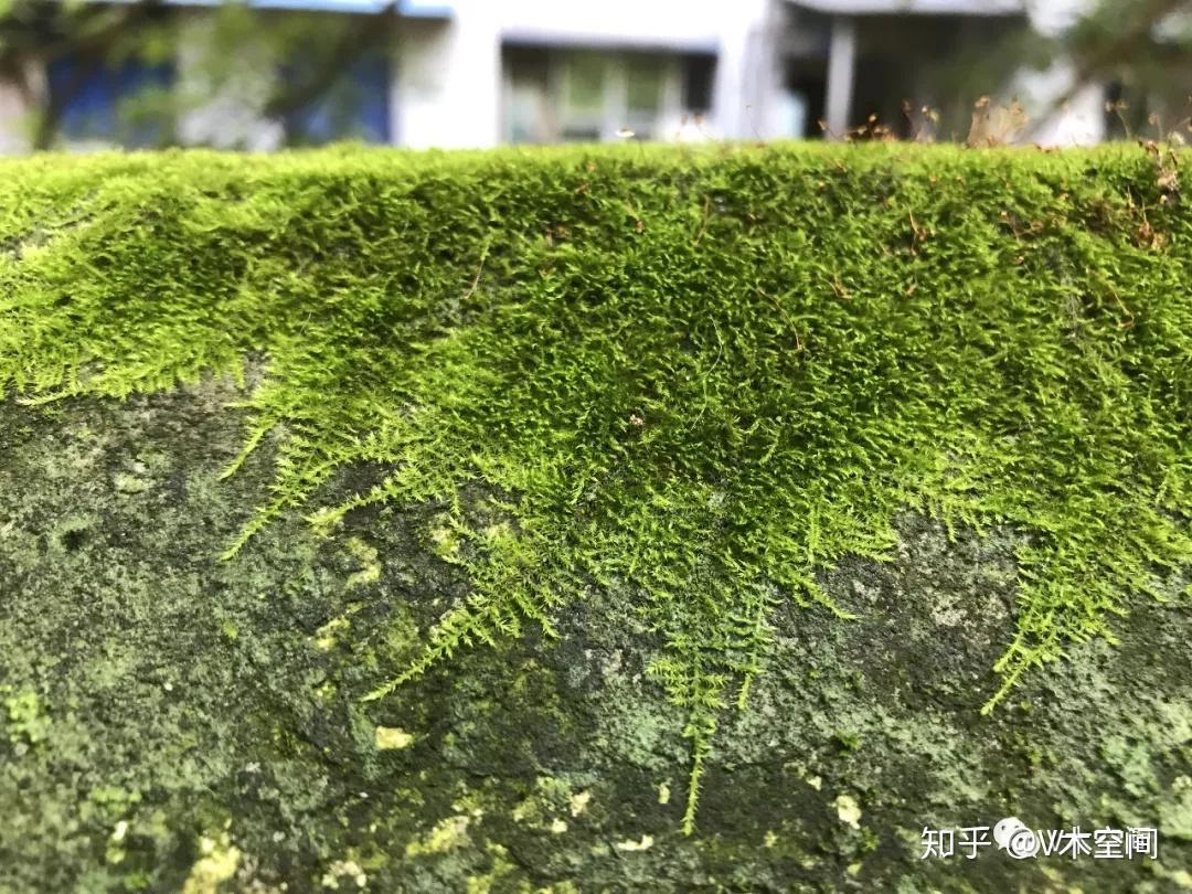 身边的苔藓植物小羽藓