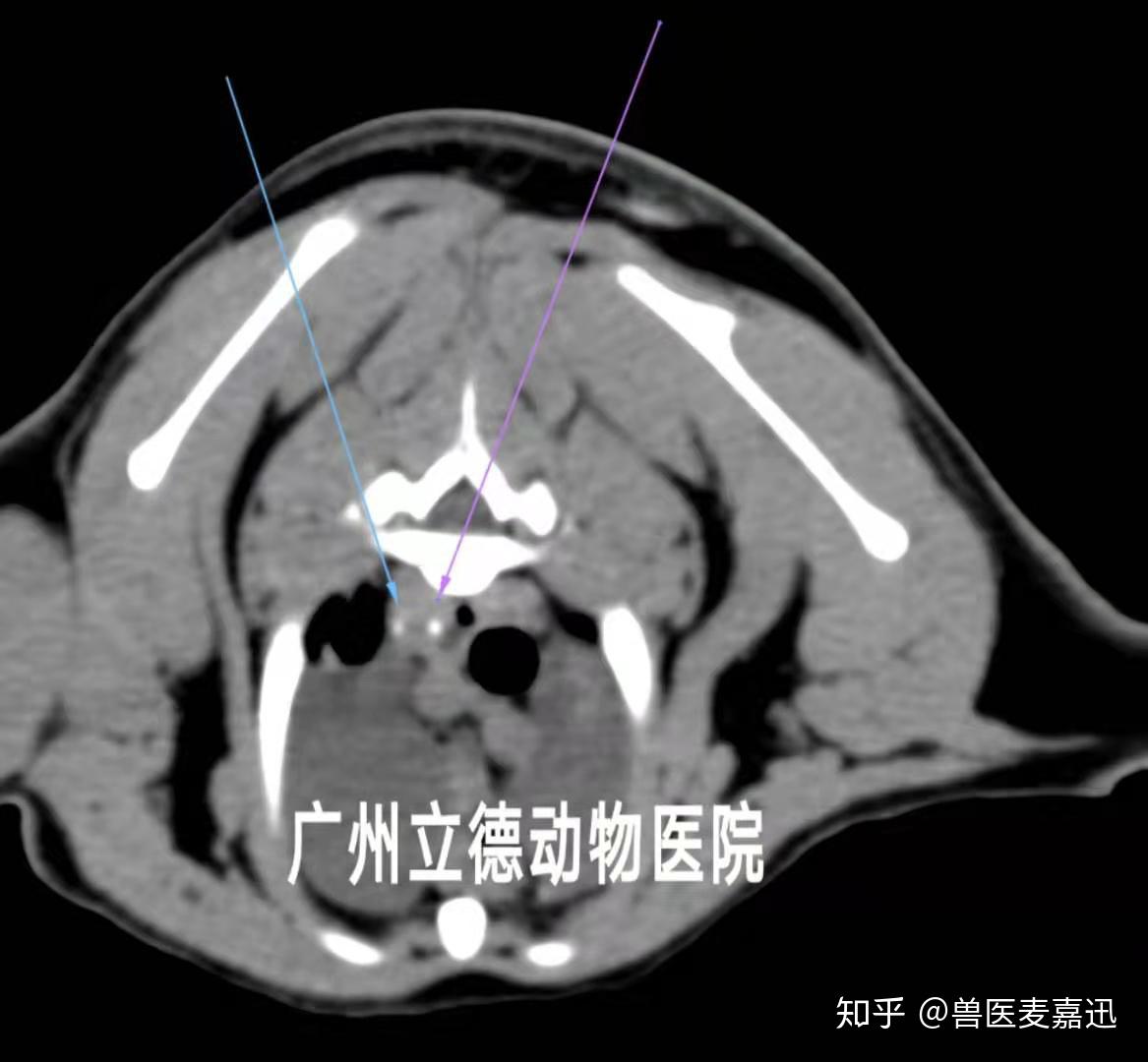 宠物的潜伏杀手:一文读懂猫狗乳糜胸的诊断和治疗 - 知乎