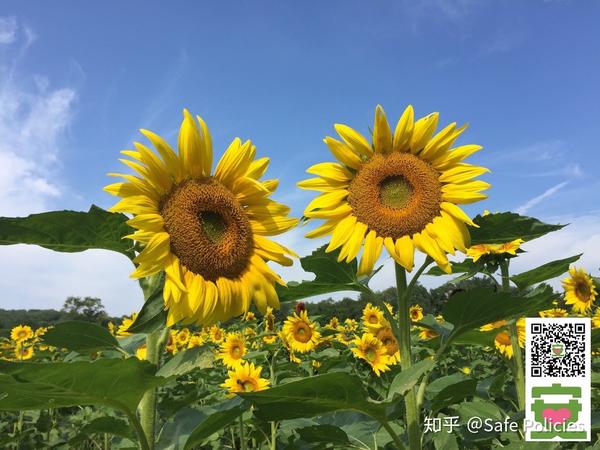 紐約長島最美的向日葵園 錯過薰衣草 還有向日葵 知乎