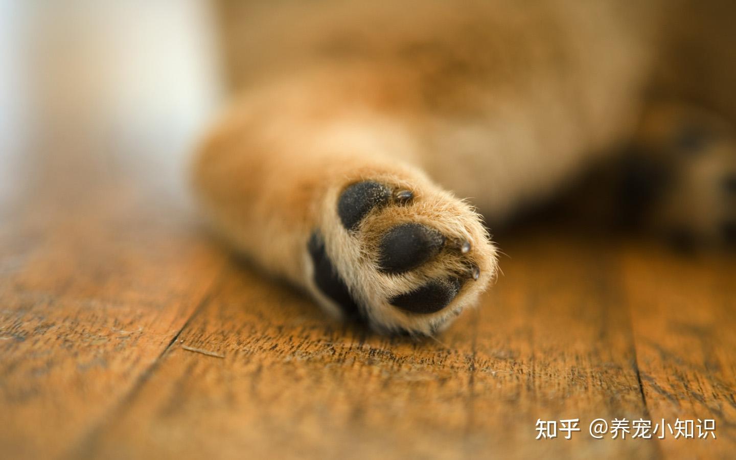 被猫狗抓咬伤怎么处理？注意这些问题可以减少被抓咬的几率 - 知乎