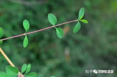 哪些水果的核可以做成植物 v2-9d858b56a97fa546458d7c6e1388801a_r.jpg