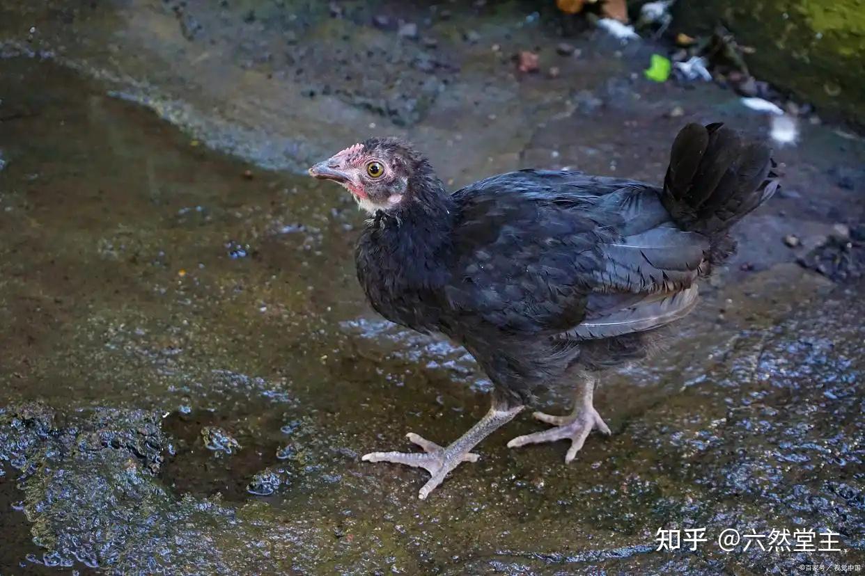 东北飞龙是什么 - 知乎