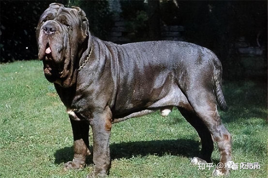 地球上最危险的3种恶犬,超出你的想象! - 知乎