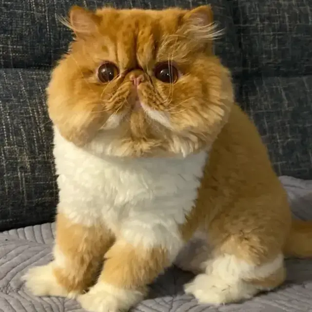 网红加菲猫模样霸气又潦草,面包脸走出了十级飓风的样子?