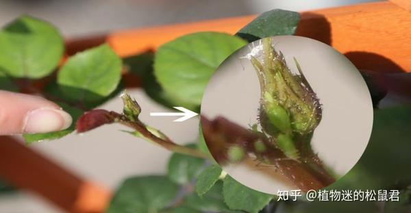 蚜虫怎么治 家里试了十几种 还是这两种方法最靠谱 知乎