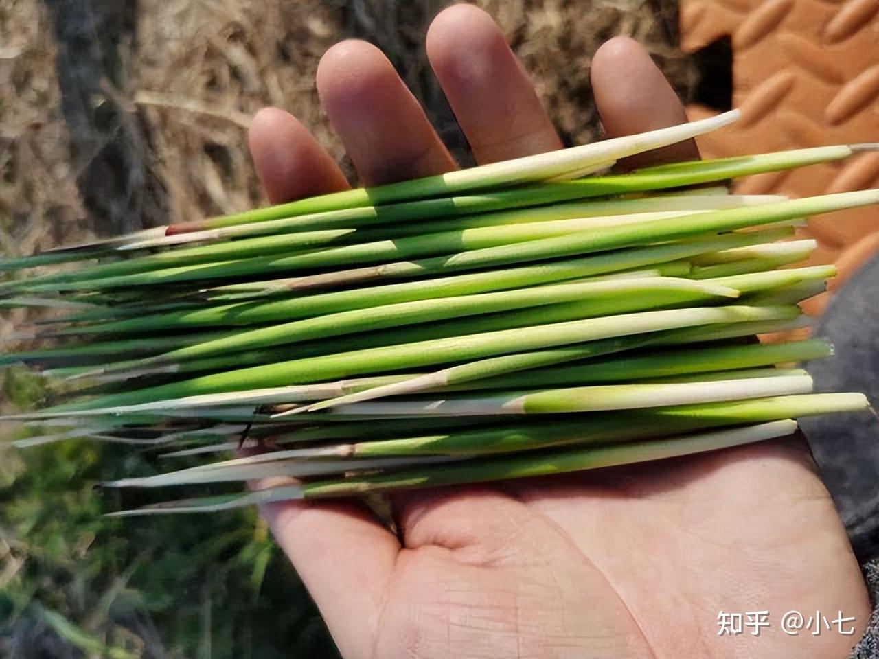 鲜嫩可口学名谷荻很多人吃过却不知道名字