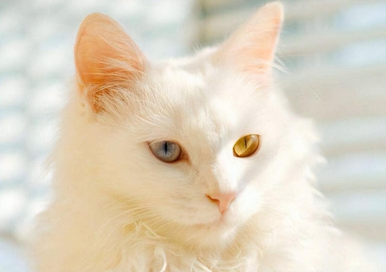 ⑤ 很贪吃狮子猫其实是很贪吃的小猫,主人给什么它