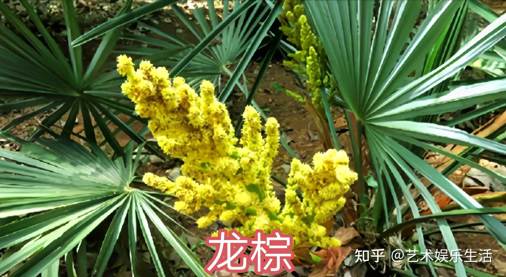 棕榈科的28种代表植物 - 知乎