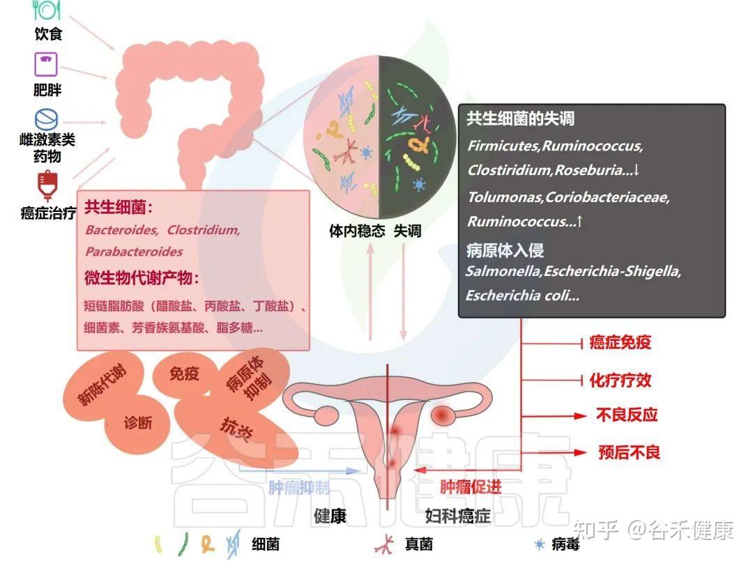 妇科恶性肿瘤和肠道微生物