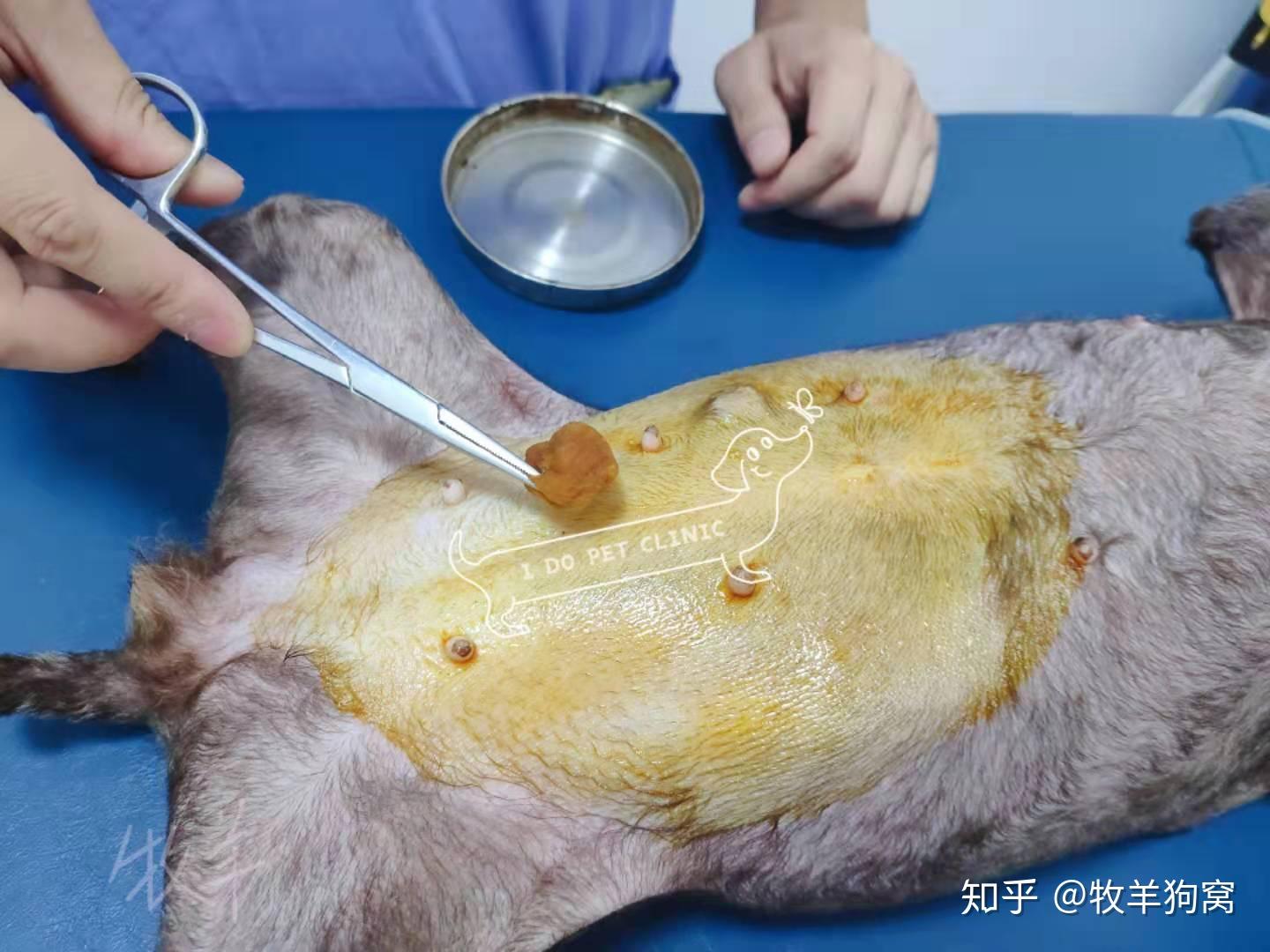 犬绝育手术浅析