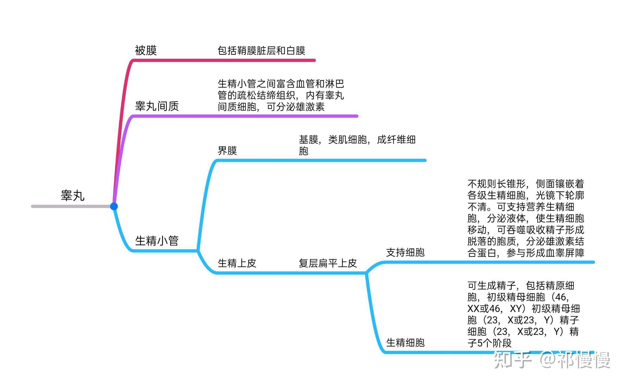 组织学与胚胎学思维导图