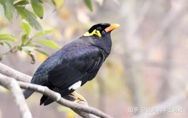 鹩哥说话模糊不爱学话怎么办姚鸿明手工高端鸟粮告诉你