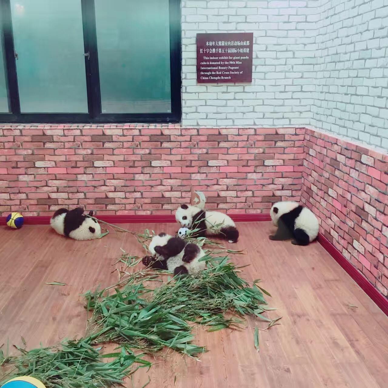 外国人真的很喜欢大熊猫吗?