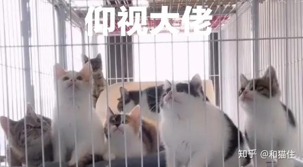 请住手 猫猫不是你作秀的道具 知乎