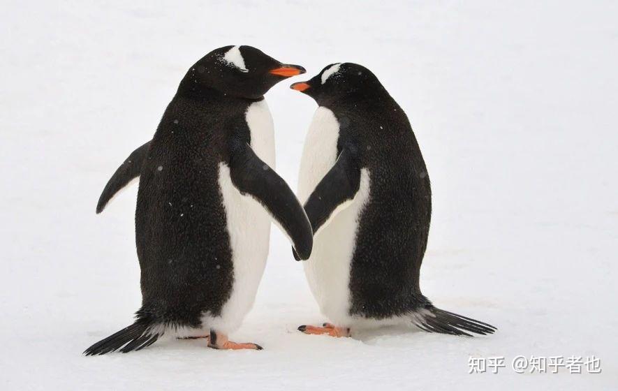 从亚洲, 欧洲到美洲,我们在全球各地的动物园中都能找到两 男或两女