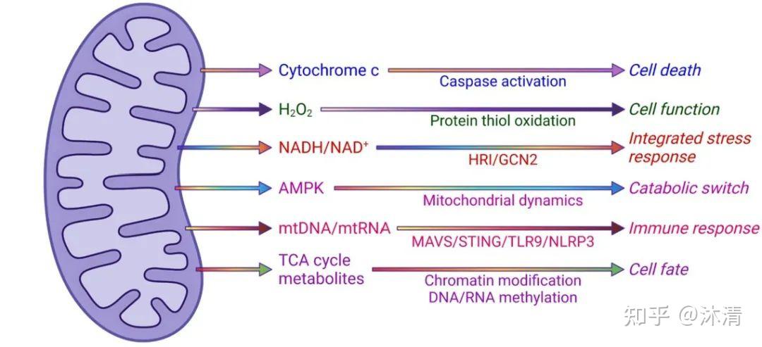 科研学习3.1：细胞器之线粒体 - 知乎