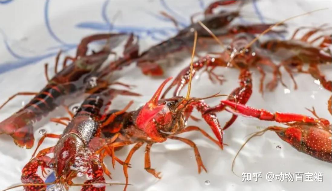 原来龙虾不是只有大小之分！小龙虾、龙虾、蝲蛄你都分得清吗 ？ - 知乎