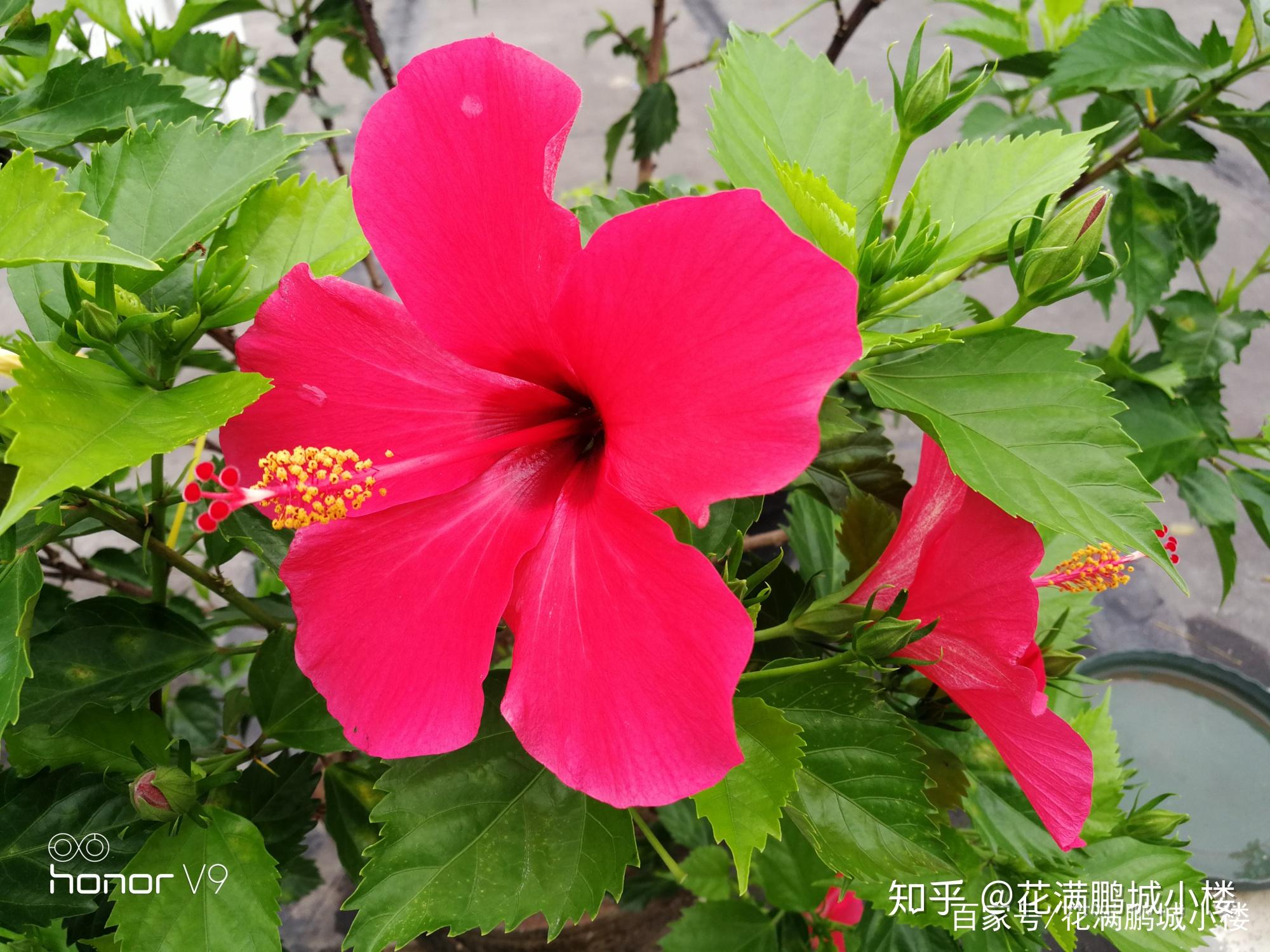 朱瑾花——花大艳丽又皮实耐晒 - 知乎