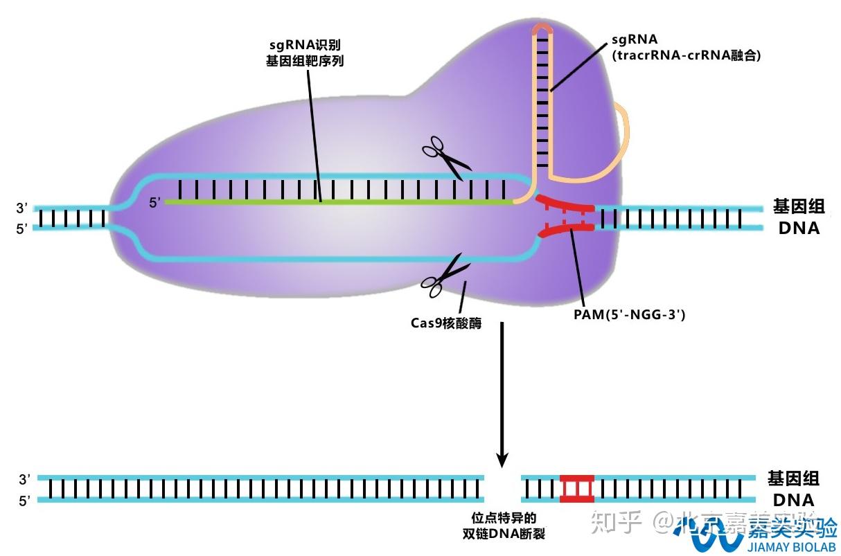 CRISPR/Cas9整体实验服务 - 知乎